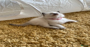 Ragdoll cats - Advert 15