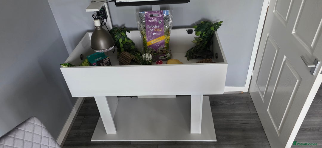 Hermann Tortoise reptiles for sale: Tortoise table full set up - Image 1