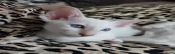 Siamese cats for sale: GCCF registered Siamese kittens - Advert 8