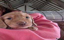 Cocker Spaniel dogs for sale: Golden cocker spaniel - Image 13