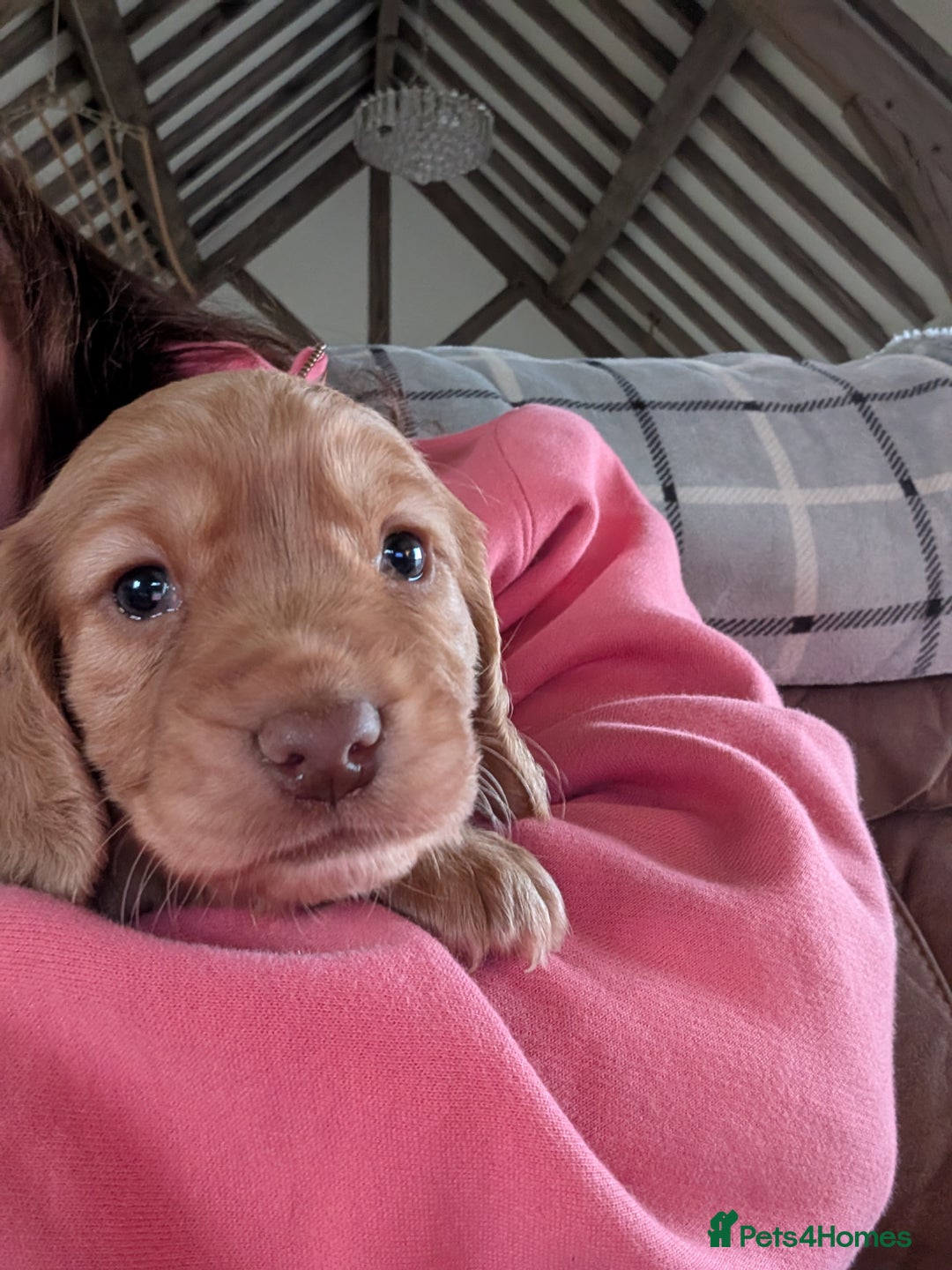Cocker Spaniel dogs for sale: Golden cocker spaniel - Image 13
