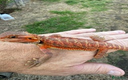 Bearded Dragon reptiles for sale: Bearded Dragon. Red Monster line Tiger Stripe - Image 7