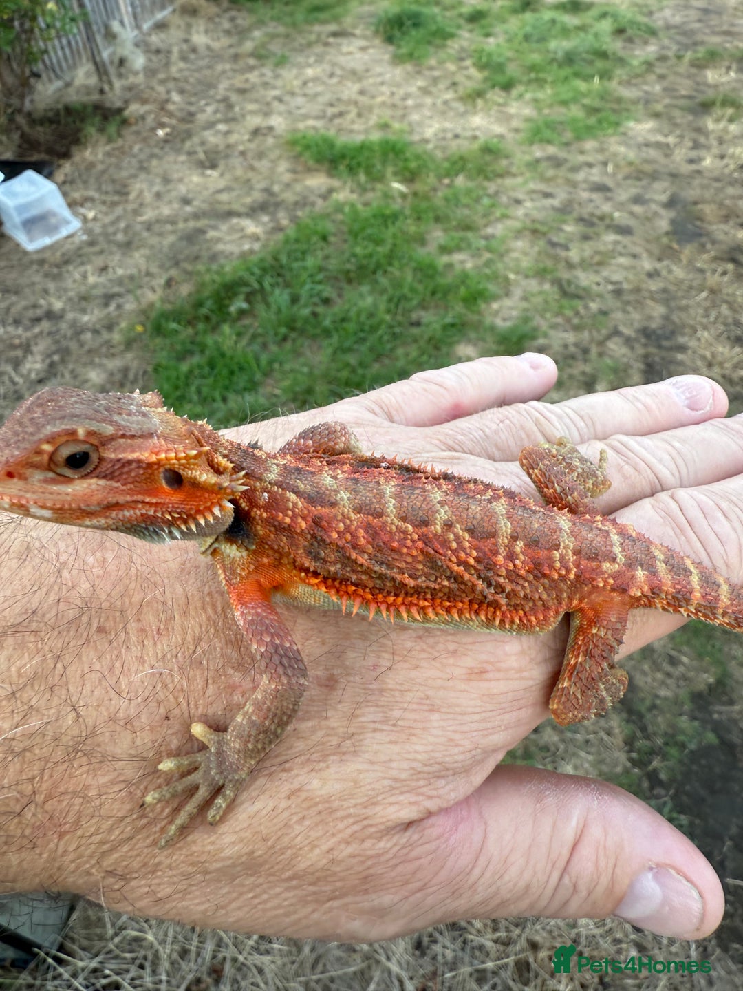 Bearded Dragon reptiles for sale: Bearded Dragon. Red Monster line Tiger Stripe - Image 7