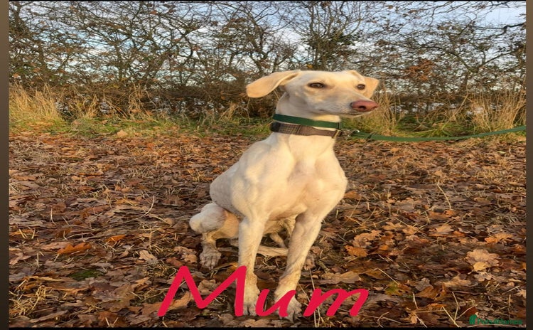 Mixed Breed dogs - Advert 8