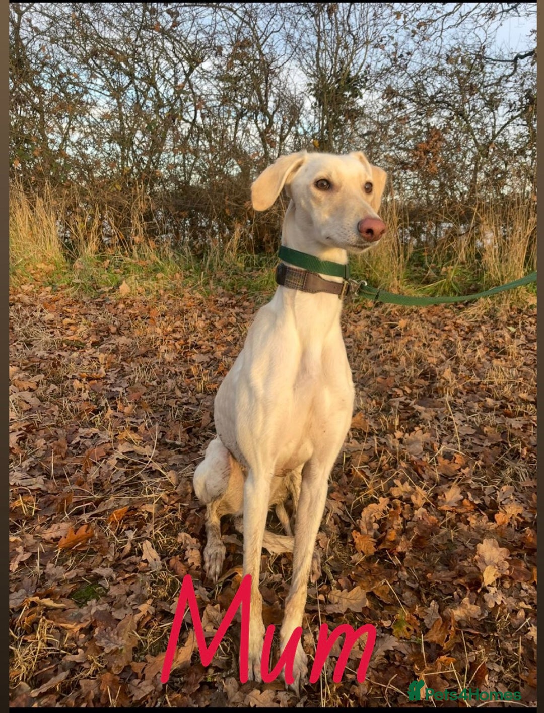 Mixed Breed dogs for sale: Lurcher Puppies for sale  - Image 1