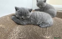 British Shorthair cats for sale: 5 playful blue British short hair kittens  - Image 9