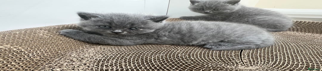 British Shorthair Kitten 3