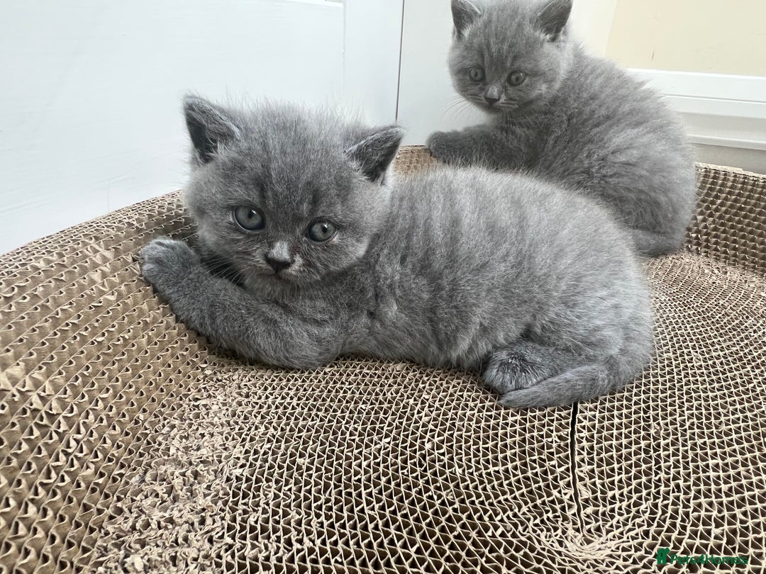British Shorthair cats for sale: 5 playful blue British short hair kittens  - Image 9