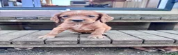 Cocker Spaniel dogs for sale: KC registered English Working Cocker Spaniels - Advert 20