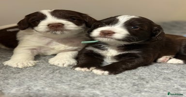 Mixed Breed dogs - Advert 7