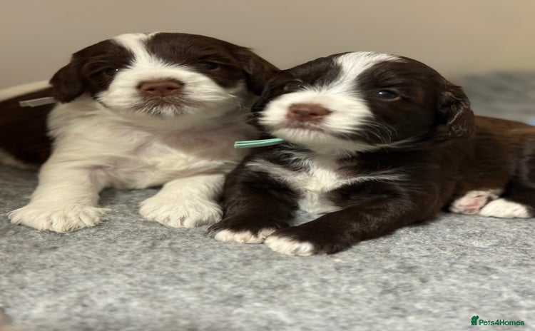 Mixed Breed dogs - Advert 5