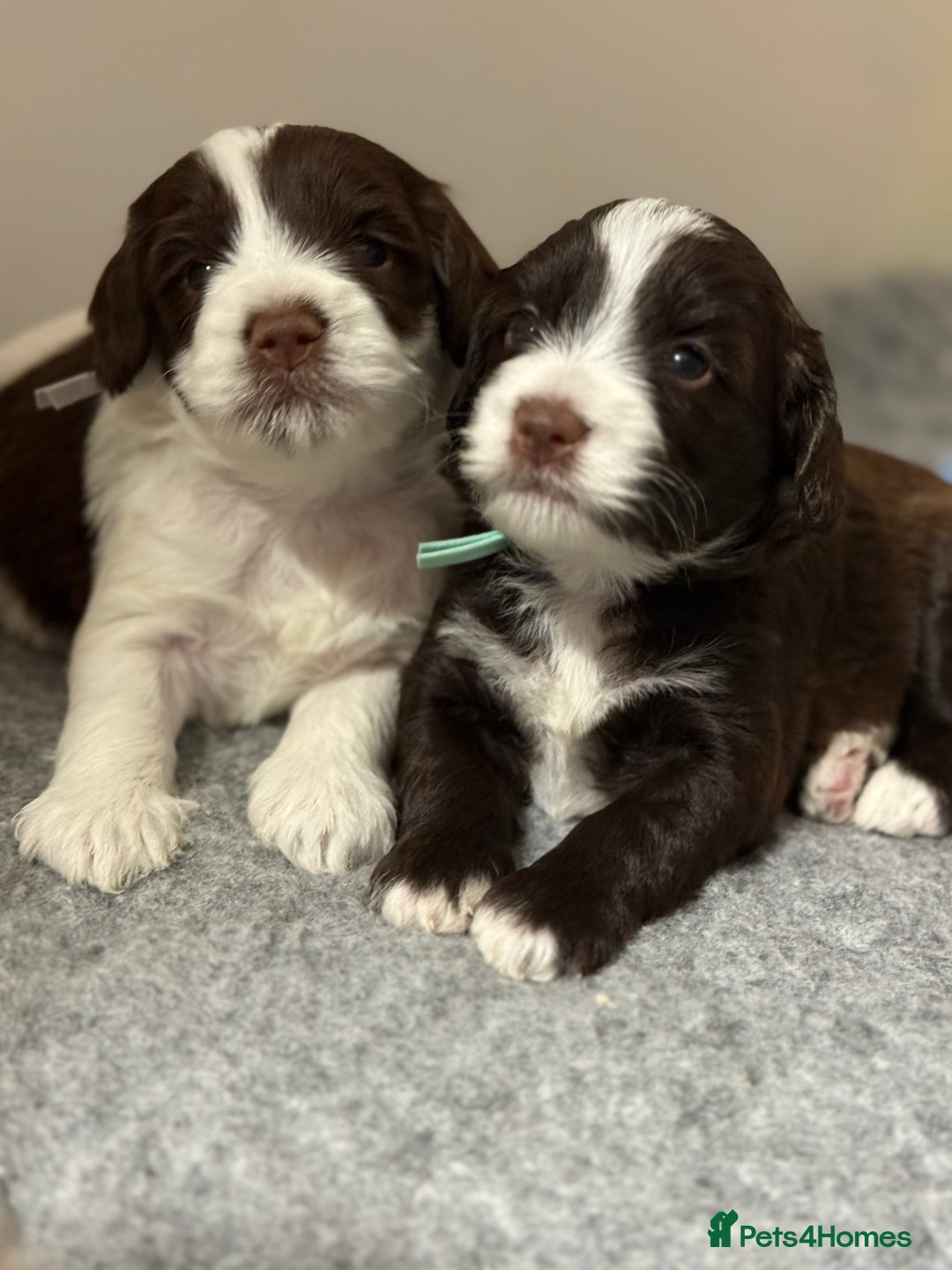 Mixed Breed dogs for sale: Mega Coated Schnockerpoo puppies - Image 4