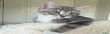 Grey Boy (3)
