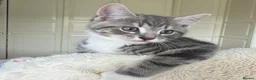 Mixed Breed cats for sale: Gorgeous home reared kittens  - Advert 22