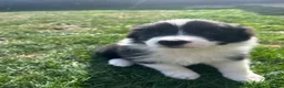 Border Collie dogs for sale: KC reg. Border Collie puppies!!! - Advert 3
