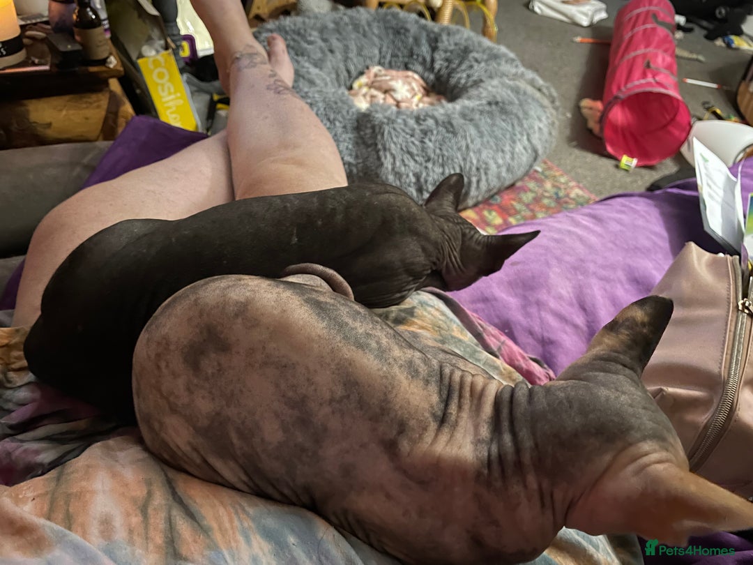 Sphynx cats for sale: Sphynx girl not neutered  - Image 9