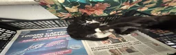 Domestic Shorthair cats for sale: Black and Tuxedo Kittens in London - Advert 5
