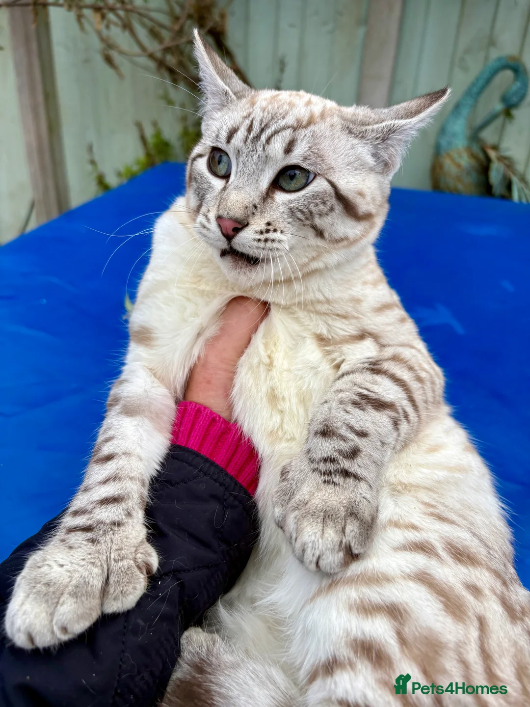 Savannah cats for sale: Breath taking wild looking girl  - Advert 17