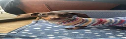 Miniature Dachshund dogs for sale: This is Arlo  - Advert 3