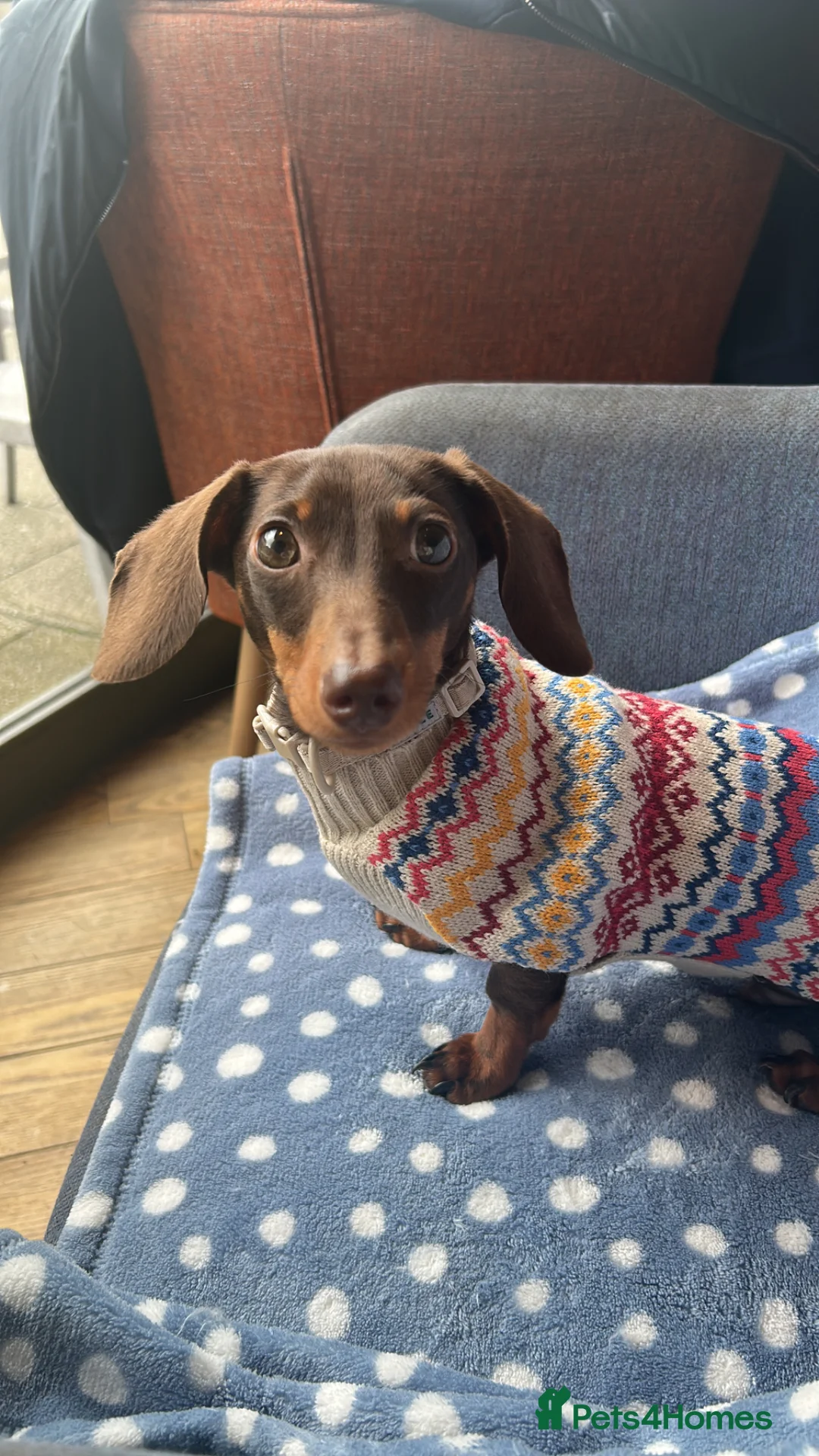 Miniature Dachshund dogs for sale: This is Arlo  - Advert 3