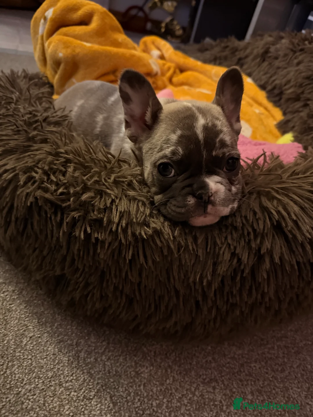 French Bulldog dogs for sale: Beautiful little Frenchie girl - Advert 3