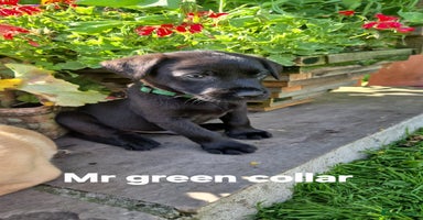 Labrador Retriever dogs - Advert 1