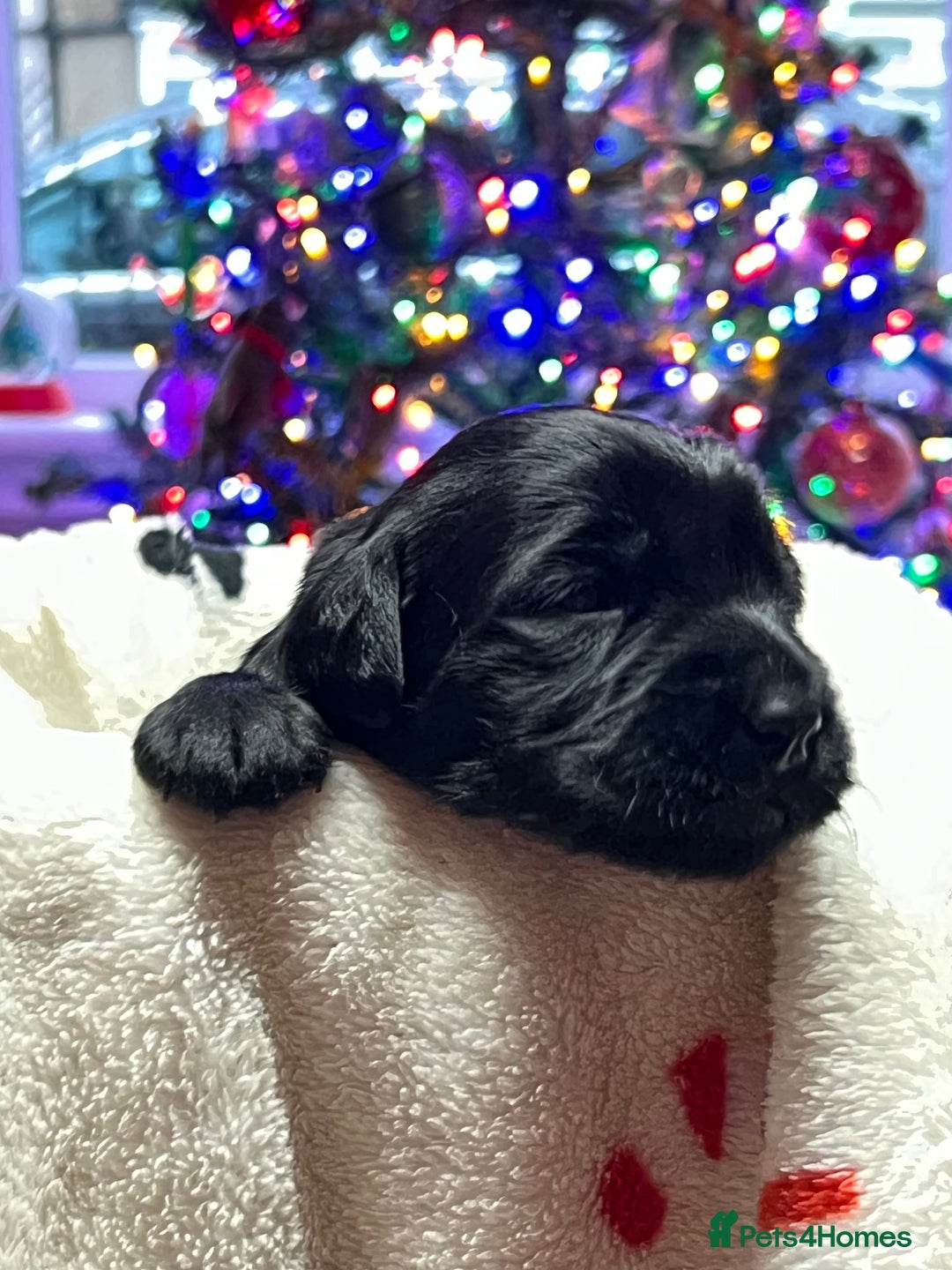 Mixed Breed dogs for sale: Adorable Sheeprador Pups Ready for Forever Homes! - Advert 1