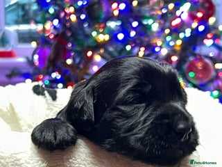 Mixed Breed dogs Adorable Sheeprador Pups Ready for Forever Homes! - Advert 12