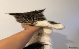 Maine Coon cats for sale: Maine Coon kitties - Advert 3