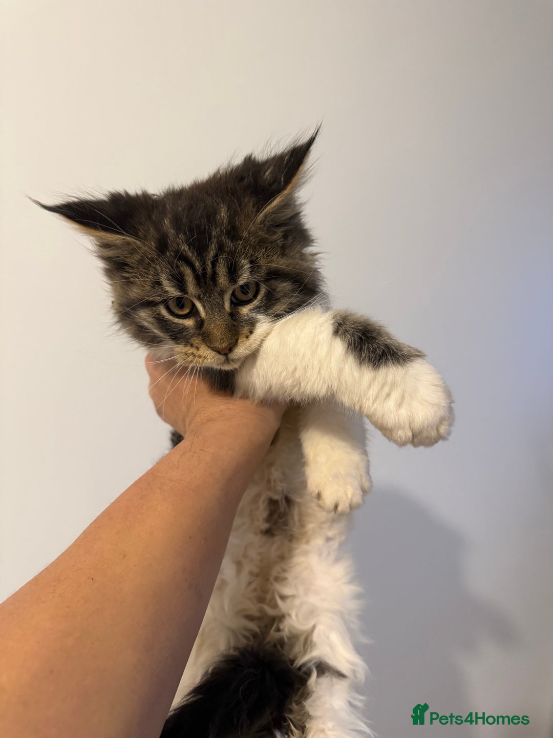 Maine Coon cats for sale: Maine Coon kitties - Advert 3