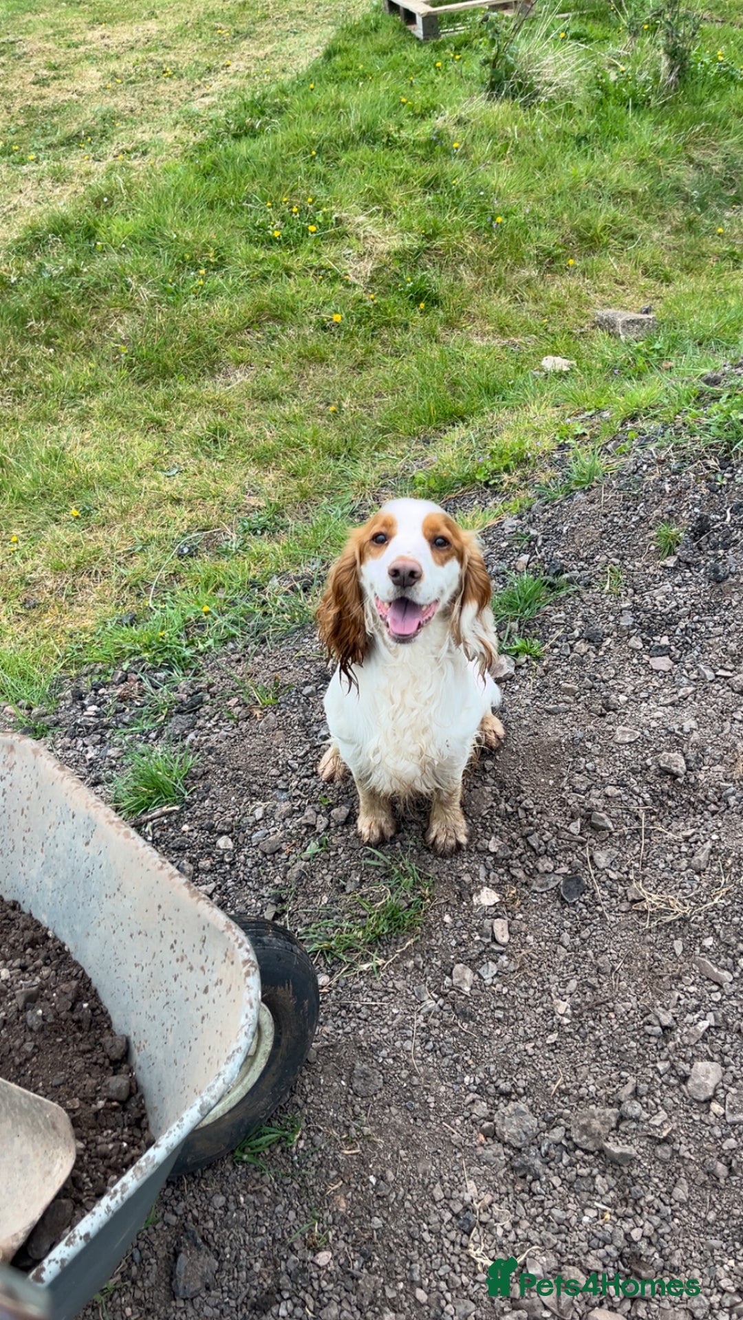 Cocker Spaniel dogs for stud: Gorgeous KC Cocker spaniel for Stud  - Advert 4