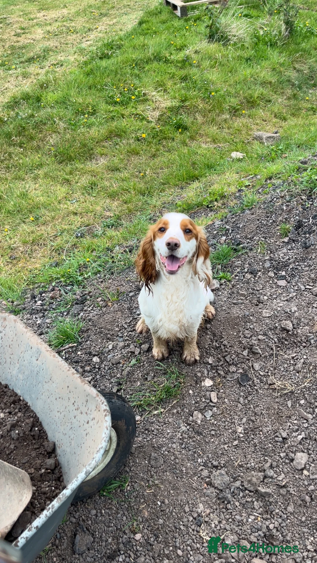 Cocker Spaniel dogs for stud: Gorgeous KC Cocker spaniel for Stud  - Advert 4