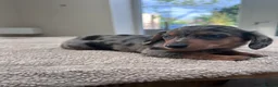 Miniature Dachshund dogs for sale: *** 3 beautiful mini dachshunds ** - Advert 17