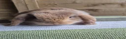 Mini Lop rabbits for sale: Mini lop babies - Advert 8