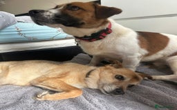 Mixed Breed dogs for adoption: Diego. Badersfield Norfolk  - Image 19