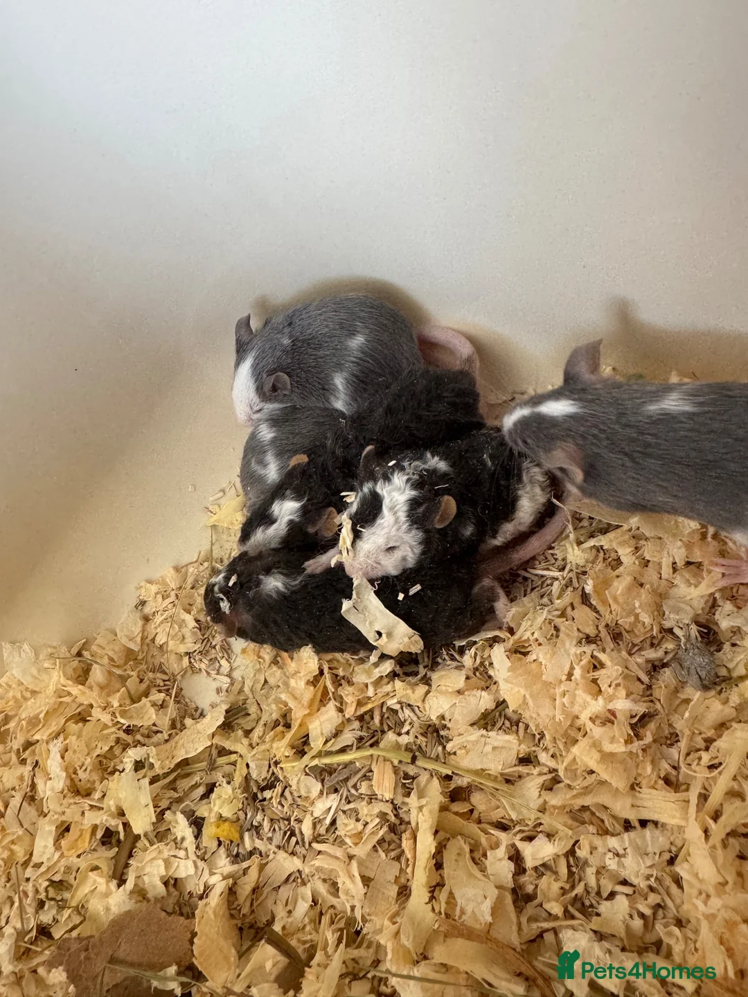 Mouse rodents for sale: Male Fancy Mice - Advert 9