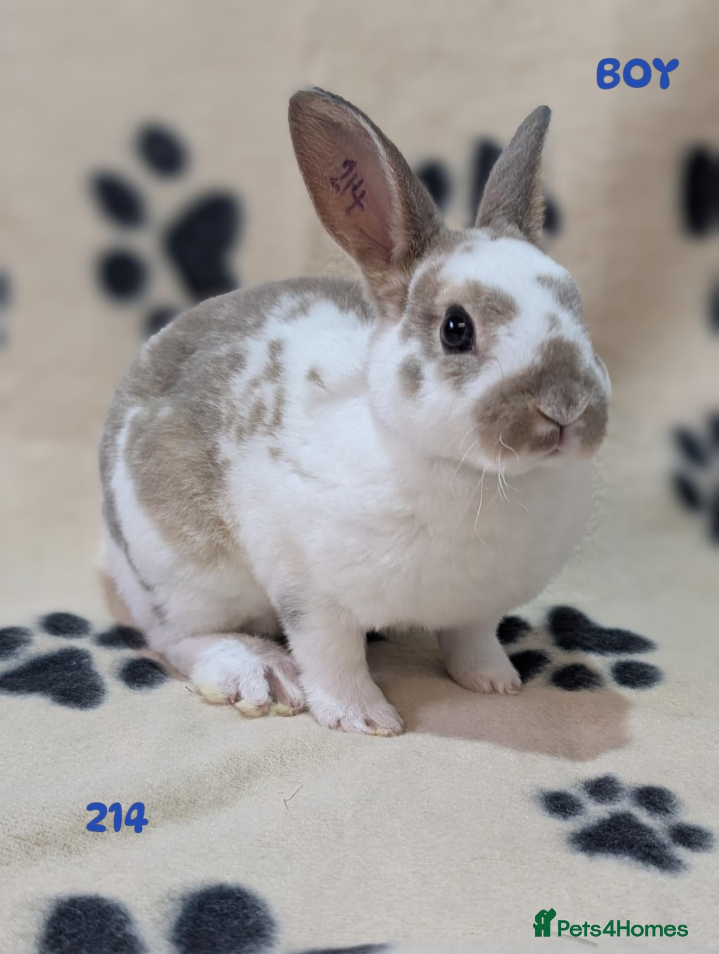 Mixed Breed rabbits Beautiful bunnies to reserve  - Advert 17