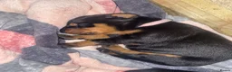 Dobermann dogs for sale: Doberman puppies - Advert 10