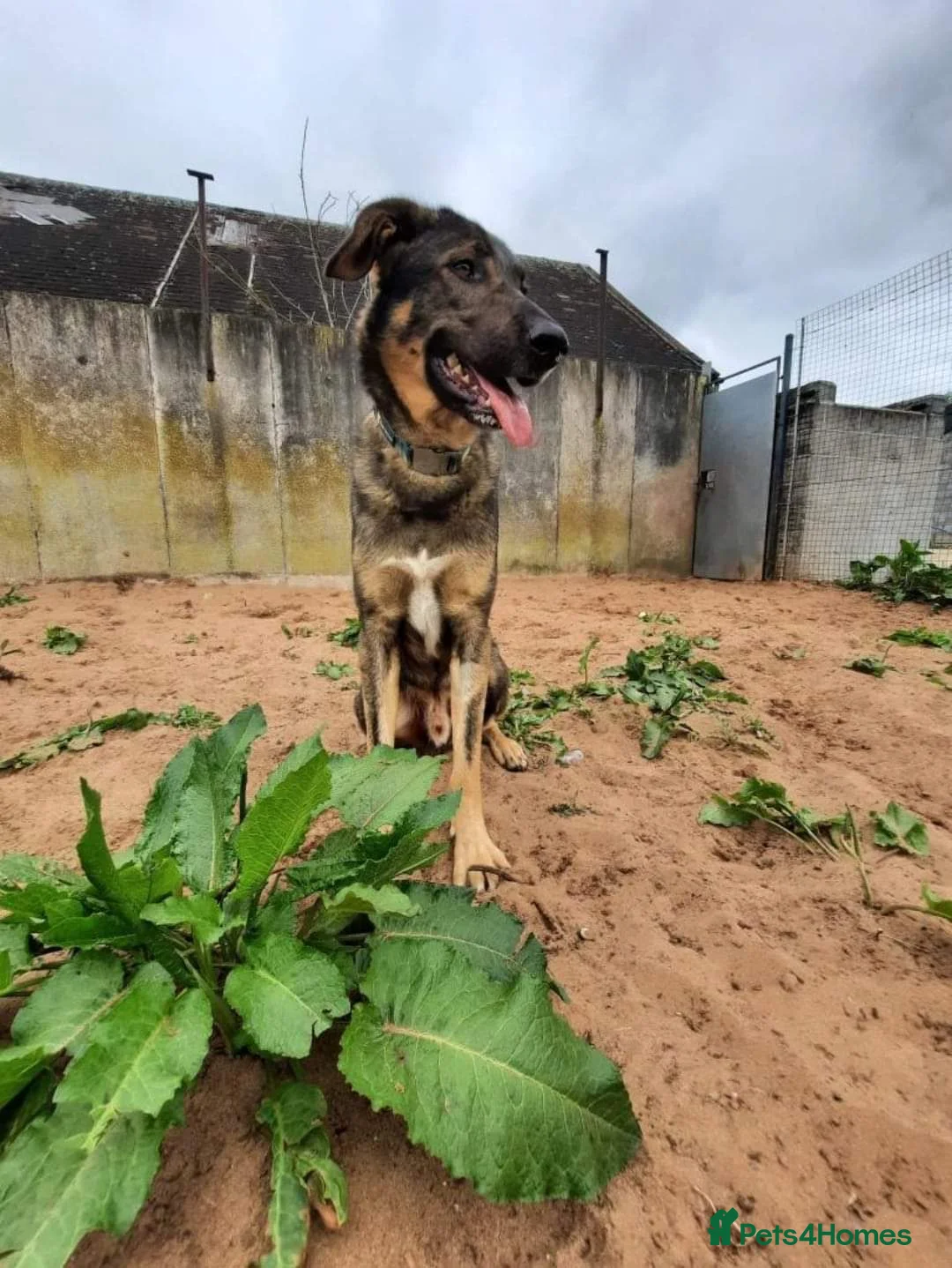 Mixed Breed dogs for adoption: Meet Ozzy, currently residing in Cheshire  in Nantwich - Advert 14