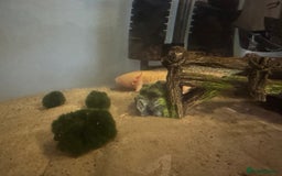 Axolotl reptiles for sale: 3 Axolotl full set up - Image 8