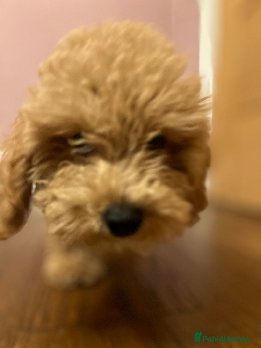Maltipoo dogs for sale: Gorgeous 3 month old Maltipoo boy 🐶🥰 - Image 14