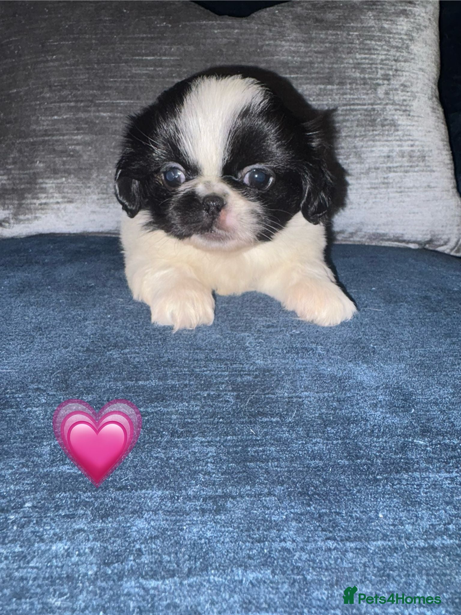 Pekingese dogs Adorable Pekingese puppies - Advert 16