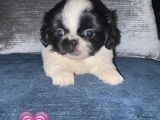 Pekingese dogs Adorable Pekingese puppies - Advert 16