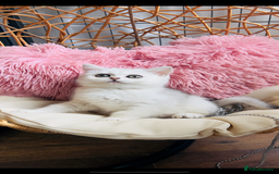 Scottish Fold cats for sale: 💞Beautiful Scottish Fold and Straight kittens🐾 - Image 17