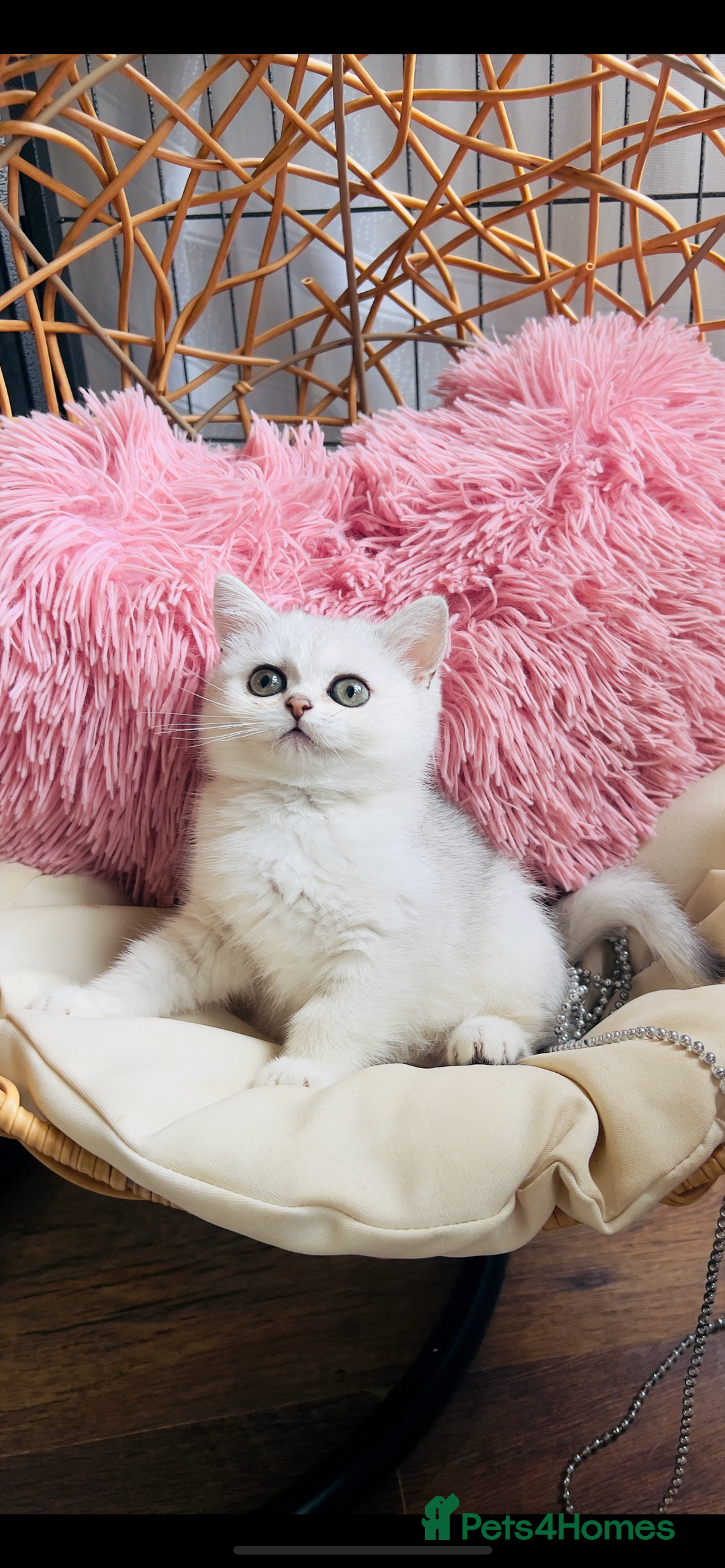 Scottish Fold cats for sale: 💞Beautiful Scottish Fold and Straight kittens🐾 - Image 17