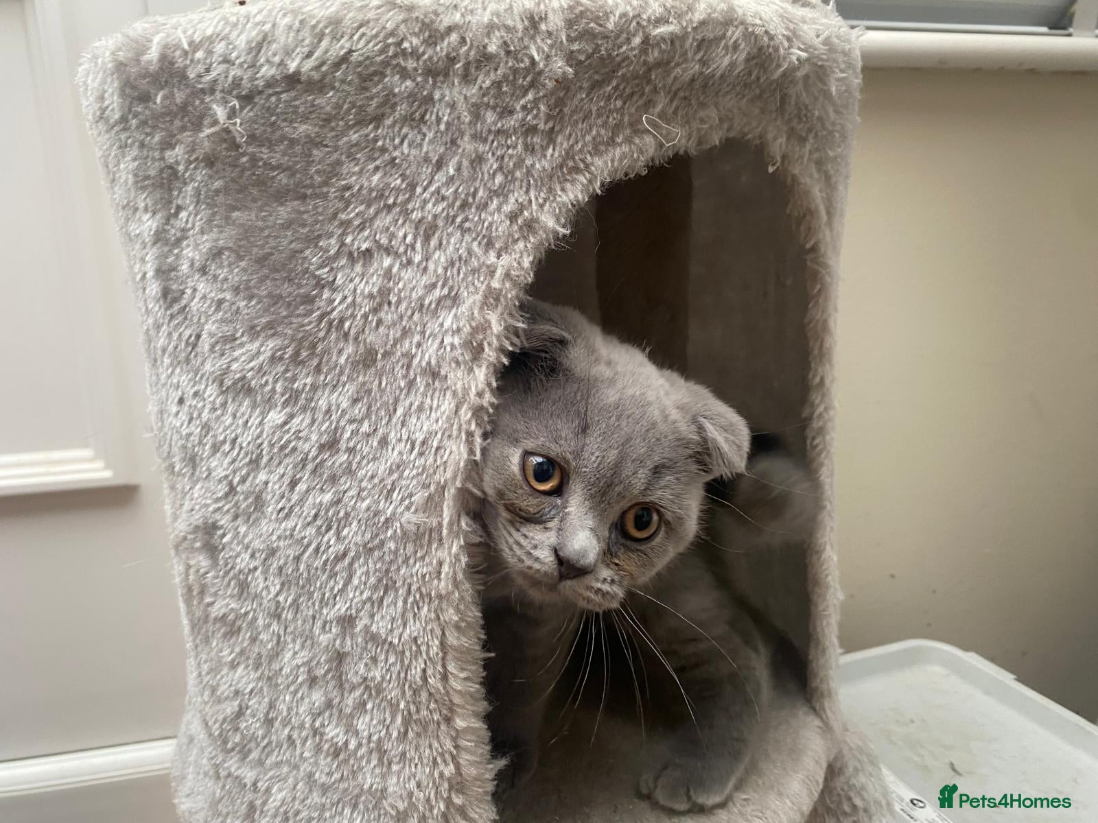 Scottish Fold cats Scottish Fold Kittens, 3 folds & 1 straight eared - Advert 7