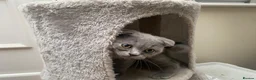 Scottish Fold cats for sale: Scottish Fold Kitten Solid Blue boy left (Folded) - Advert 4