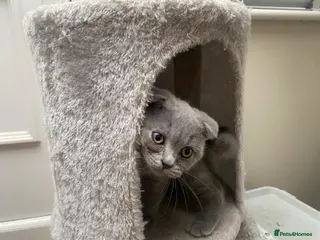 Scottish Fold cats Scottish Fold Kittens, 3 folds & 1 straight eared - Advert 7