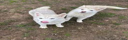 Siberian Husky dogs for sale: Kc Siberian Husky Girls  - Advert 9