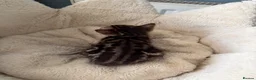 Bengal cats for sale: Pedigree Bengal kittens available. - Advert 13